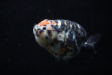 Jumbo Milk Cow Ranchu  Calico 5 Inch (ID#1129R9a-114)