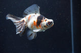 Butterfly  Calico 4 Inch (ID#404B8b-32) Free2Day SHIPPING