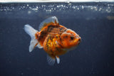 Yuan Bao Oranda  Calico 3.5 Inch (ID#1217Yb10b-65) Free2Day SHIPPING