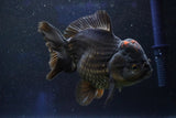 Short Body Thai Oranda  Tricolor 5 Inch (ID#1001To14a-54) Free2Day SHIPPING