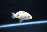 Baby Ranchu  Calico 2.5 Inch (ID#1011R9c-50) Free2Day SHIPPING