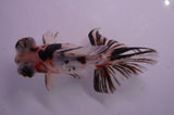 Butterfly  Calico 4 Inch (ID#404B8b-32) Free2Day SHIPPING