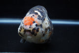 Jumbo Milk Cow Ranchu  Calico 5 Inch (ID#1129R9a-114)