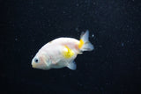 Baby Ranchu  Calico 2.5 Inch (ID#1011R9c-50) Free2Day SHIPPING