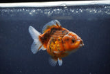 Yuan Bao Oranda  Calico 3.5 Inch (ID#1217Yb10b-65) Free2Day SHIPPING