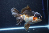 Thai Oranda  Tricolor 6 Inch (ID#1101To6a-104)