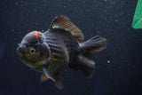 Short Body Thai Oranda  Tricolor 5 Inch (ID#1001To14a-54) Free2Day SHIPPING