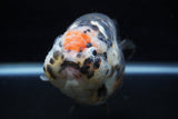 Jumbo Milk Cow Ranchu  Calico 5 Inch (ID#1129R9a-114)