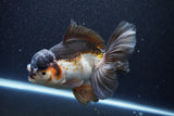 Thai Oranda  Tricolor 6 Inch (ID#1101To6a-104)