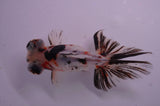 Butterfly  Calico 4 Inch (ID#404B8b-32) Free2Day SHIPPING