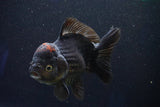 Short Body Thai Oranda  Tricolor 5 Inch (ID#1001To14a-54) Free2Day SHIPPING