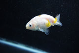 Baby Ranchu  Calico 2.5 Inch (ID#1011R9c-50) Free2Day SHIPPING