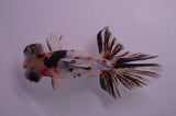 Butterfly  Calico 4 Inch (ID#404B8b-32) Free2Day SHIPPING