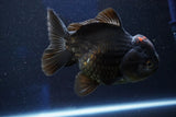 Short Body Thai Oranda  Tricolor 5 Inch (ID#1001To14a-54) Free2Day SHIPPING