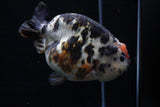 Jumbo Milk Cow Ranchu  Calico 5 Inch (ID#1129R9a-114)