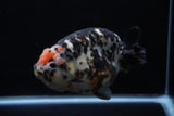 Jumbo Milk Cow Ranchu  Calico 5 Inch (ID#1129R9a-114)