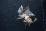 Thai Oranda  Tricolor 6 Inch (ID#1101To6a-104)