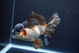 Thai Oranda  Tricolor 6 Inch (ID#1101To6a-104)