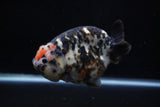 Jumbo Milk Cow Ranchu  Calico 5 Inch (ID#1129R9a-114)