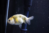 Baby Ranchu  Calico 3 Inch (ID#1011R9c-51) Free2Day SHIPPING