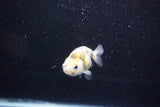 Baby Ranchu  Calico 3 Inch (ID#1011R9c-51) Free2Day SHIPPING