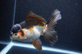 Thai Oranda  Tricolor 6 Inch (ID#1101To6a-104)