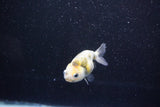 Baby Ranchu  Calico 3 Inch (ID#1011R9c-51) Free2Day SHIPPING