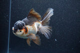 Thai Oranda  Tricolor 6 Inch (ID#1101To6a-104)