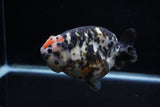 Jumbo Milk Cow Ranchu  Calico 5 Inch (ID#1129R9a-114)