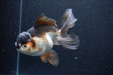 Thai Oranda  Tricolor 6 Inch (ID#1101To6a-104)