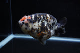 Jumbo Milk Cow Ranchu  Calico 5 Inch (ID#1129R9a-114)