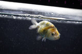 Baby Ranchu  Calico 3 Inch (ID#1011R9c-51) Free2Day SHIPPING