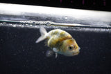 Baby Ranchu  Calico 3 Inch (ID#1011R9c-51) Free2Day SHIPPING