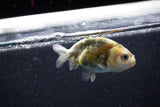 Baby Ranchu  Calico 3 Inch (ID#1011R9c-51) Free2Day SHIPPING