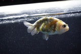 Baby Ranchu  Calico 3 Inch (ID#1011R9c-51) Free2Day SHIPPING