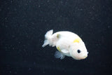 Baby Ranchu  Calico 2.5 Inch (ID#1011R9c-52) Free2Day SHIPPING