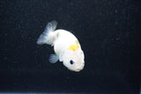 Baby Ranchu  Calico 2.5 Inch (ID#1011R9c-52) Free2Day SHIPPING