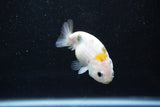 Baby Ranchu  Calico 2.5 Inch (ID#1011R9c-52) Free2Day SHIPPING