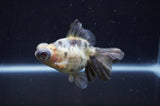Butterfly  Calico 3.5 Inch (ID#404B8b-34) Free2Day SHIPPING