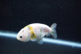 Baby Ranchu  Calico 2.5 Inch (ID#1011R9c-52) Free2Day SHIPPING