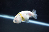 Baby Ranchu  Calico 2.5 Inch (ID#1011R9c-52) Free2Day SHIPPING