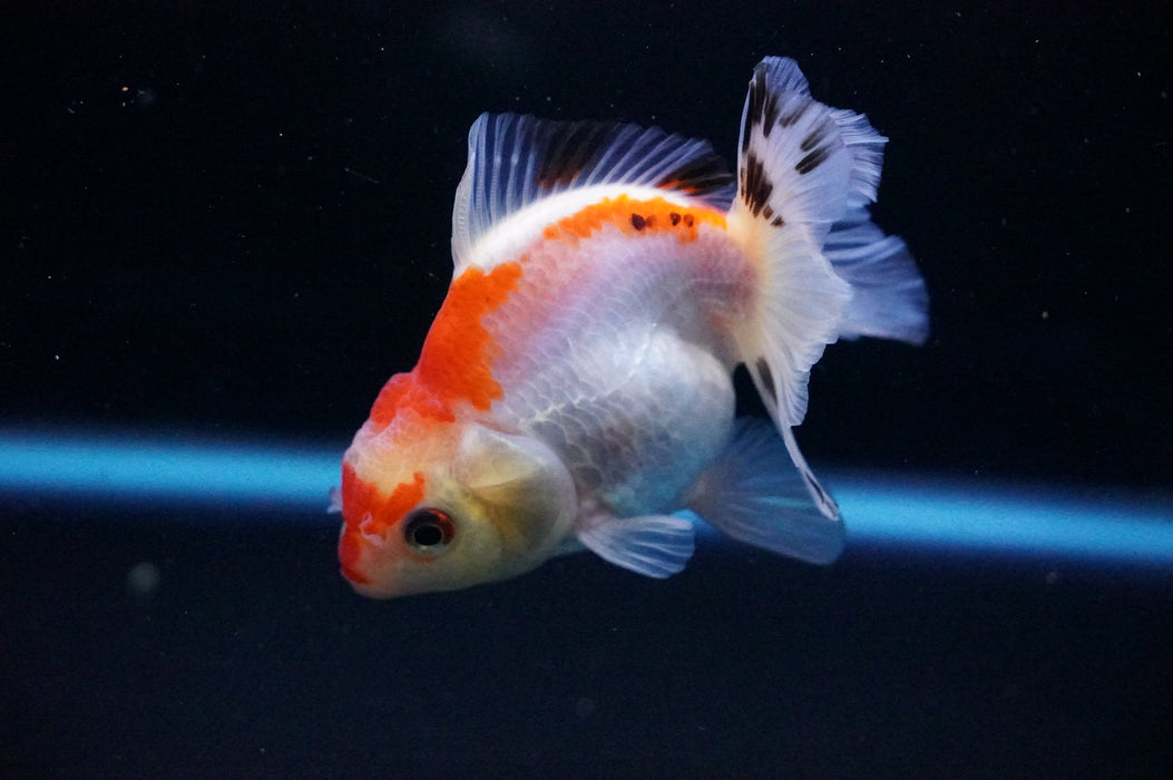 Thai Oranda  Tricolor 3.5 Inch (ID#1114T8a-42) Free2Day SHIPPING