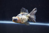 Butterfly  Calico 3.5 Inch (ID#404B8b-34) Free2Day SHIPPING