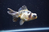 Butterfly  Calico 3.5 Inch (ID#404B8b-34) Free2Day SHIPPING