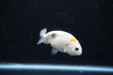 Baby Ranchu  Calico 2.5 Inch (ID#1011R9c-52) Free2Day SHIPPING