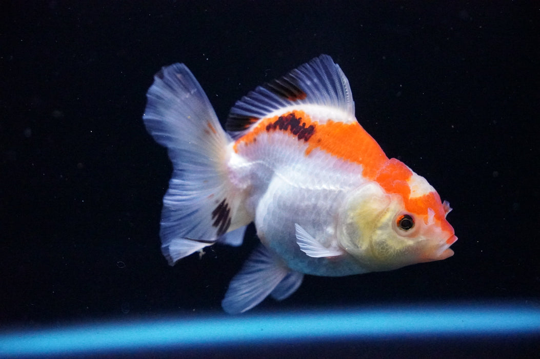 Thai Oranda  Tricolor 3.5 Inch (ID#1114T8a-42) Free2Day SHIPPING