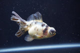 Butterfly  Calico 3.5 Inch (ID#404B8b-34) Free2Day SHIPPING