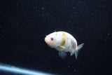 Baby Ranchu  Calico 2.5 Inch (ID#1011R9c-52) Free2Day SHIPPING