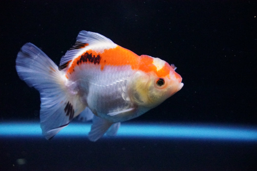 Thai Oranda  Tricolor 3.5 Inch (ID#1114T8a-42) Free2Day SHIPPING