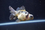 Butterfly  Calico 3.5 Inch (ID#404B8b-34) Free2Day SHIPPING